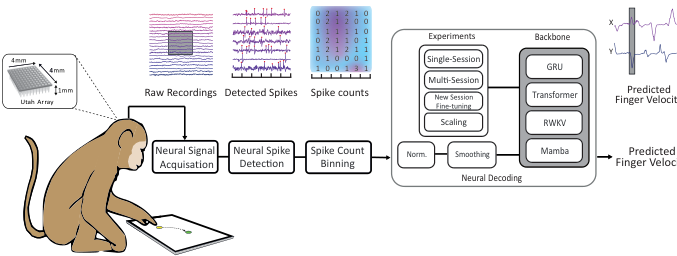 Fig.1. Raw neural signals were recorded from the primary motor cortex (M1) area of a monkey using a 96-channel Utah microelectrode array during random reach tasks. Spike activity detected from these neural signals was binned temporally across the 96 channels. The resulting matrix of spike counts served as inputs for various methods after normalization and smoothing, and the outputs were the predicted finger velocities along the x and y axes. Experiments conducted under different scenarios facilitated comparisons of predictive accuracy, inference speed, and scalability among the four types of backbone models.