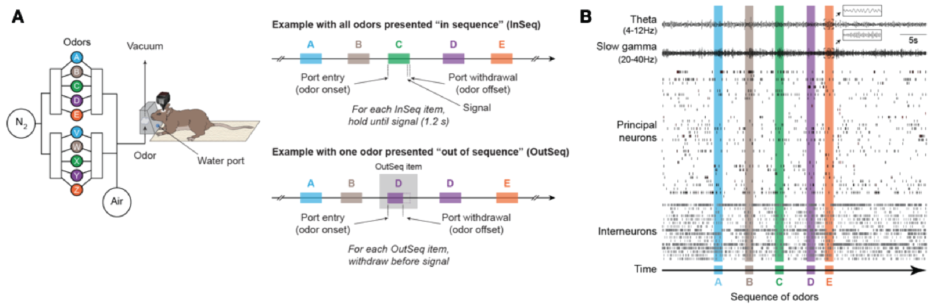 Nonspatial sequence memory task.