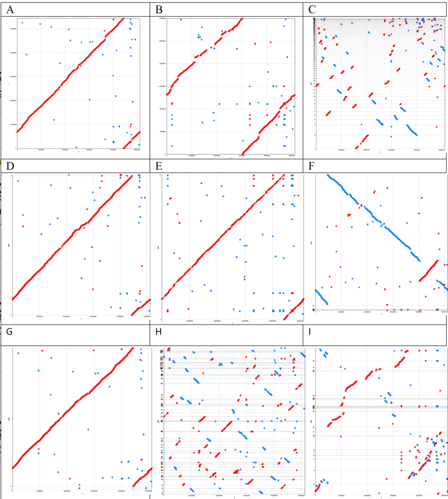 Fig. 1.NUCMER alignment plot of studied 10 species, classified according to ANI scheme and including (A) Serratia plymuthica AS12 , (B) Serratia fonticola DSM 4576, (C) Serratia grinesii A2, (D) Serratia liquefaciens ATCC 27592, (E) Serratia nematodiphila WW4, (F) Serratia odorifera DSM 4582, (G) Serratia proteamaculans S4, (H) Serratia subsp sakuensis and (I) Serratia symbiotica SAf with respect to the reference genome specie Serratia marcescens subspecie marcescens Db11. Rearrangement of genomic regions was observed in the genomes, in term of collinearity and their localization on the negative or positive strand.