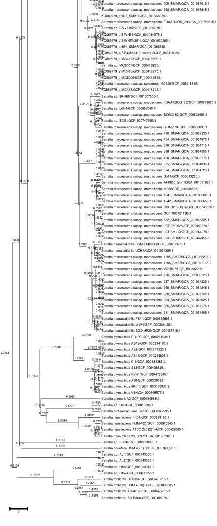 Fig. 3. Gene presence/absence matrix of all CDSs of 100 Serratia genomes. Black depicts presence while gray shows absence of a gene. Specie names are shown on the right side. The strains clustered on the on top i.e. SAf, Tucson, DD3, Ag1, Ag2, H1n and h1w show presence of significant number of genes that are absent in the other strains.
