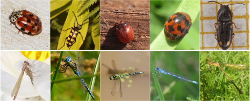 Sample images from the datasets of interest, showcasing the morphological similarities among species.
