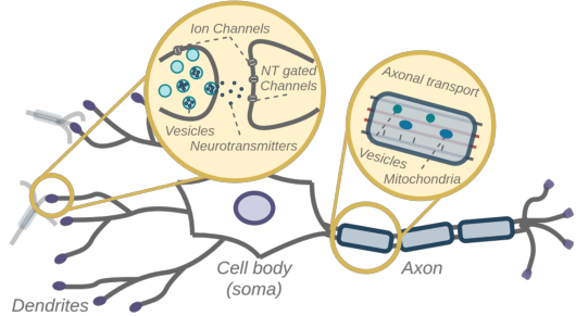 Abstract overview of a single neuron.