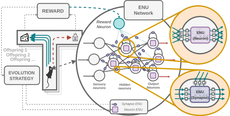Network of ENUs.